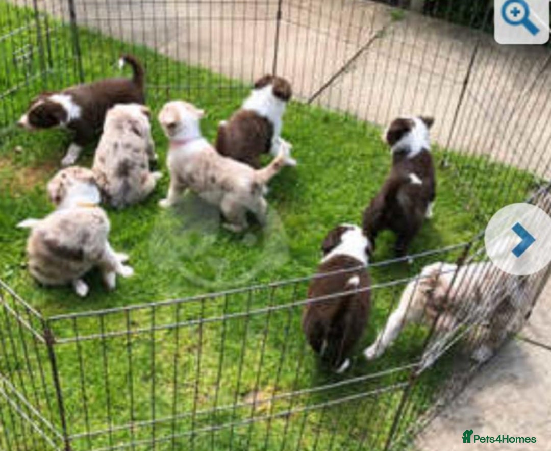 Border Collie dogs for stud: Chase - red & white BC for stud - Image 14