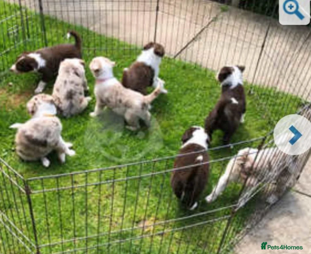 Border Collie dogs for stud: Chase border collie for stud PROVEN/HEALTH TESTED - Advert 14