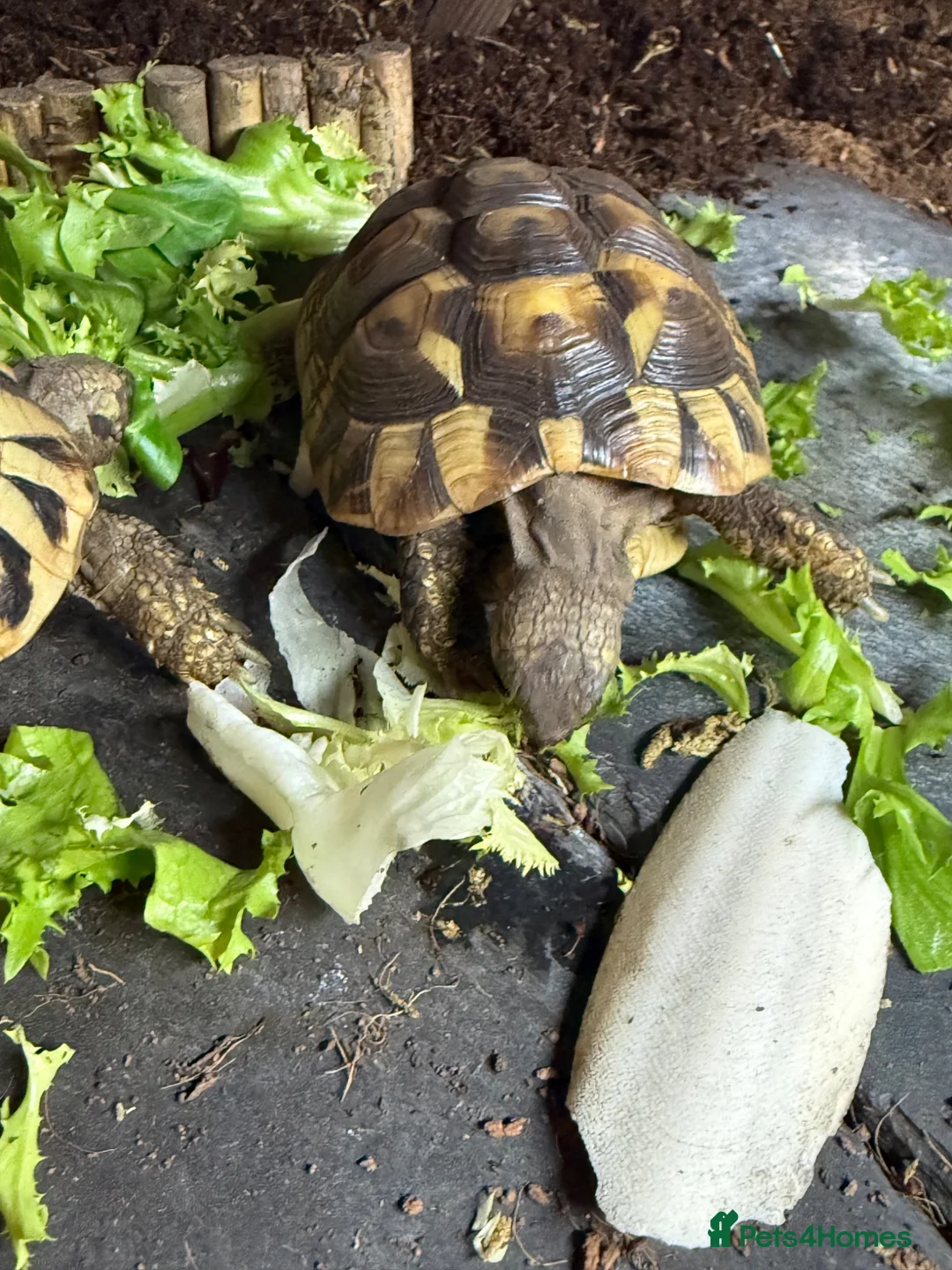 Hermann Tortoise reptiles for sale: Herman’s tortoise - Advert 3
