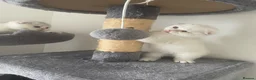 Scottish Fold cats for sale: Adorable Scottish Fold Kittens - Advert 33