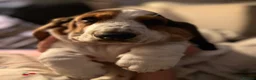 Basset Hound dogs for sale: Basset Hound Puppies - Advert 8