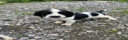 Cockalier dogs for sale: Cockalier puppies in Bradford - Advert 3