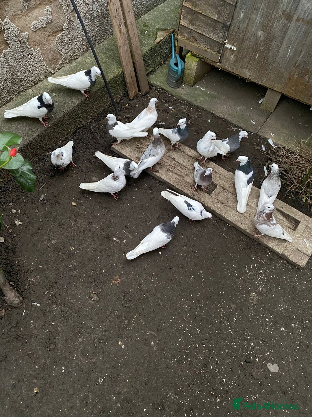 Pigeons birds for sale: Iranian pigeon  - Advert 2