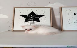 Ragdoll cats for sale: Purebred Ragdoll Kittens - Image 4
