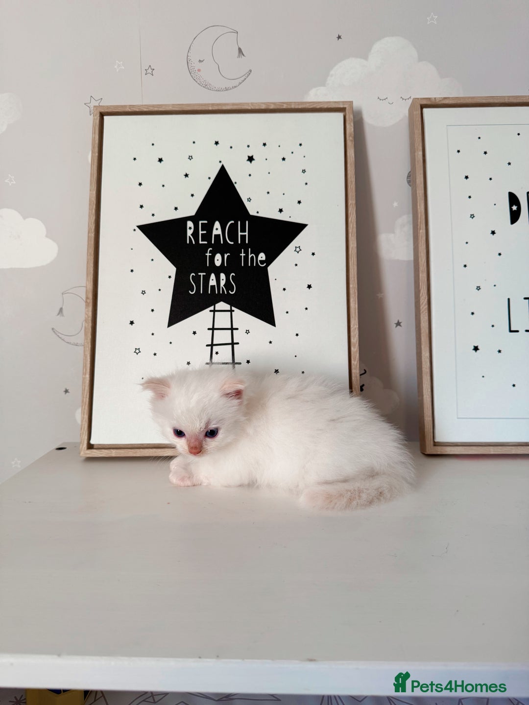 Ragdoll cats for sale: Purebred Ragdoll Kittens - Image 4