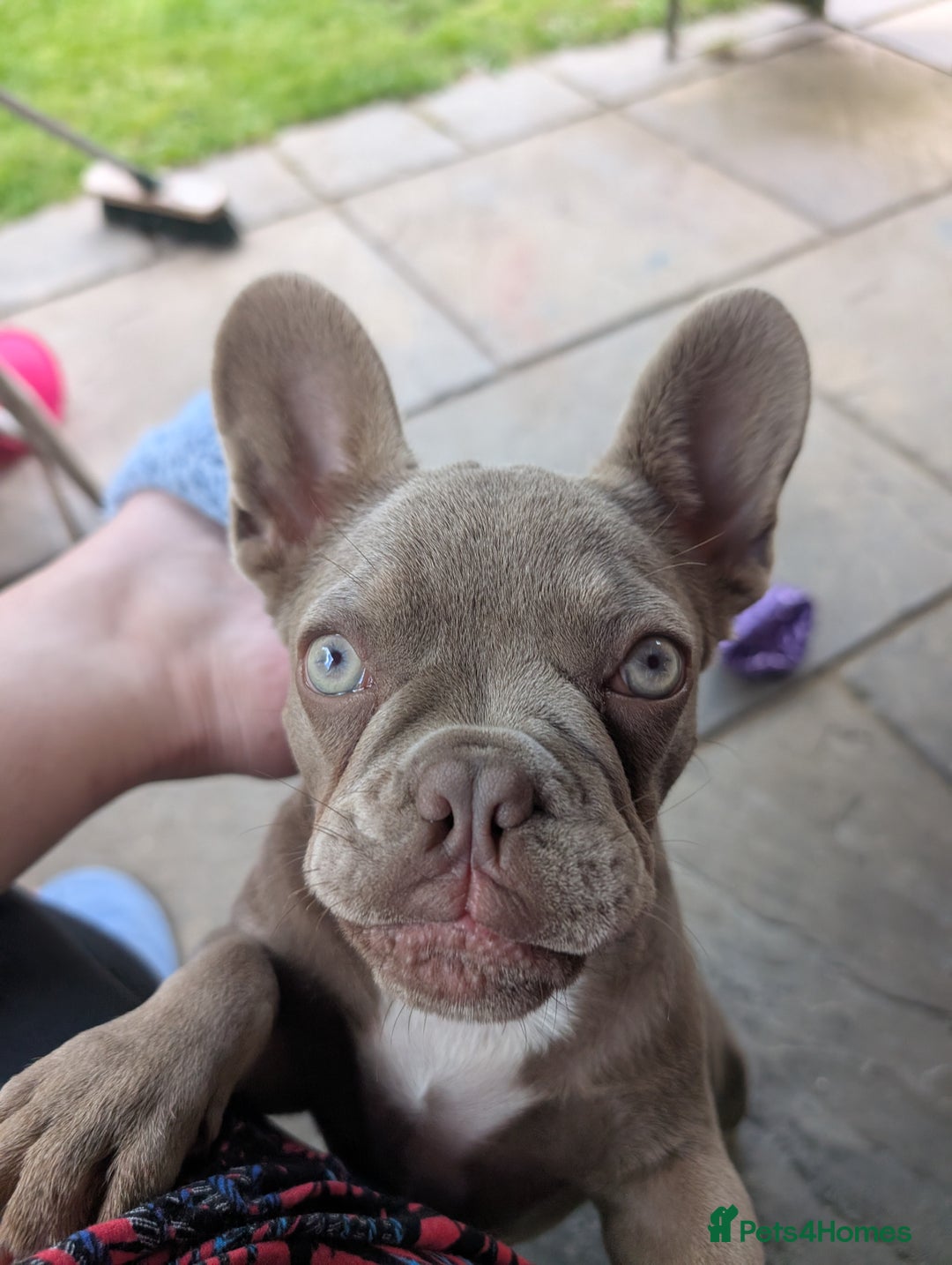 French Bulldog dogs for sale: French bulldog pup - Image 3