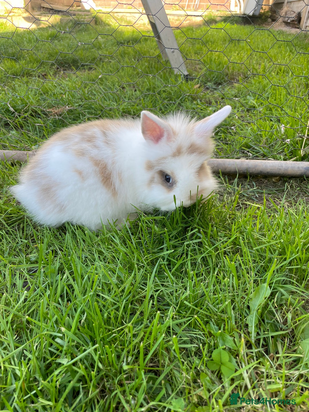 Lionhead rabbits for sale: Lion head  - Image 23