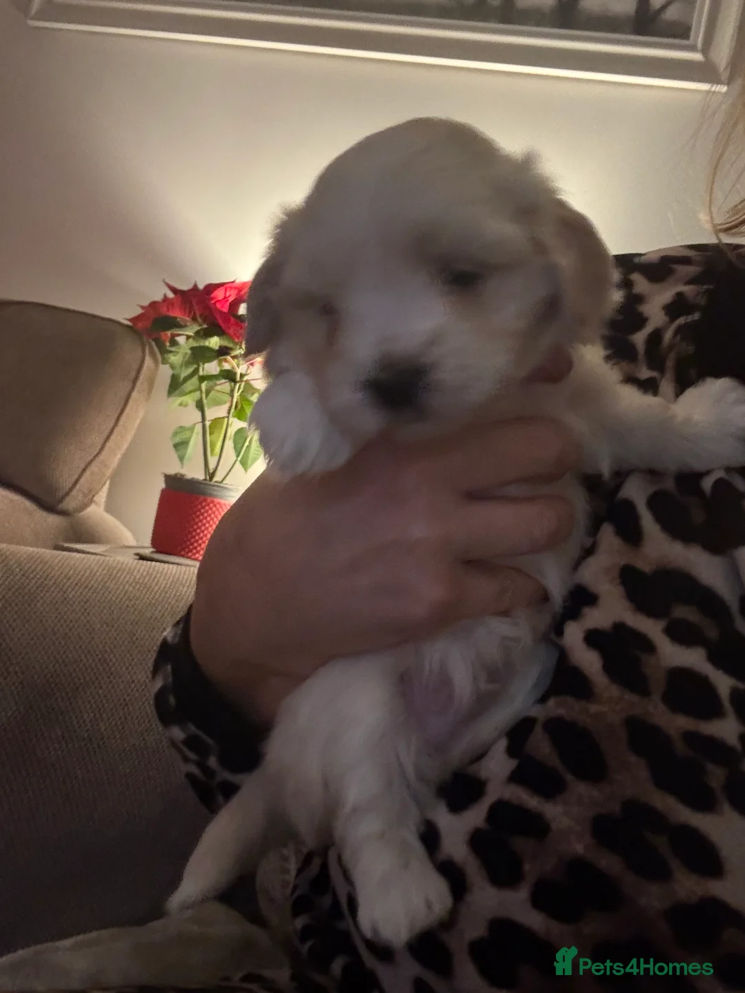 Maltipoo dogs for sale: Maltipoo - Advert 20