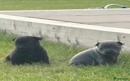 Staffordshire Bull Terrier dogs for sale: Beautiful staffordshire bull terrier puppies  - Image 3