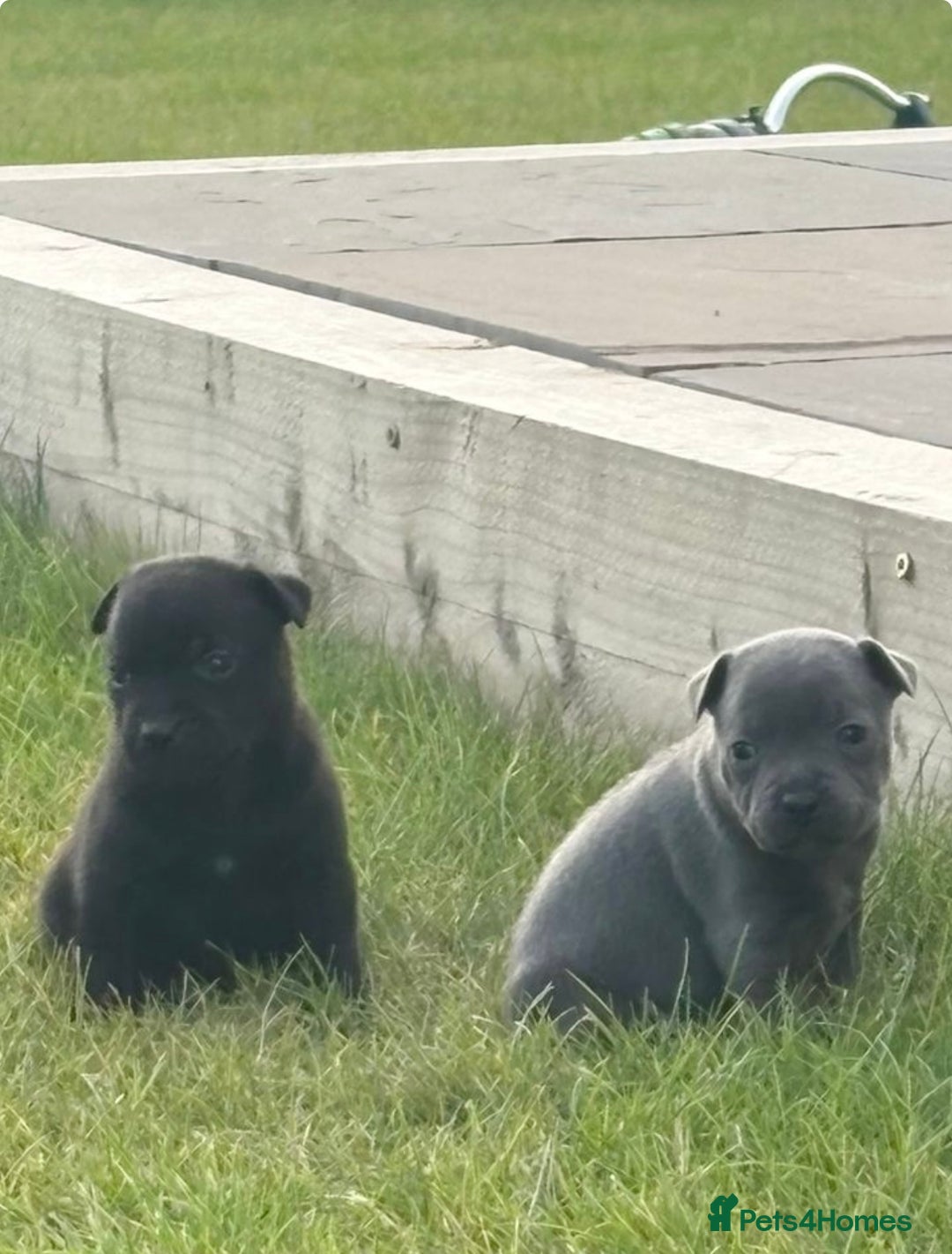 Staffordshire Bull Terrier dogs for sale: Beautiful staffordshire bull terrier puppies  - Image 3