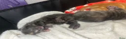 Mixed Breed cats for sale: 4 half Maine Coon kittens  - Advert 8