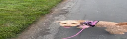 Cockapoo dogs for sale: Peppa in Sittingbourne - Advert 9