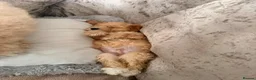 Cockapoo dogs for sale: Cockapoo puppies  - Advert 9