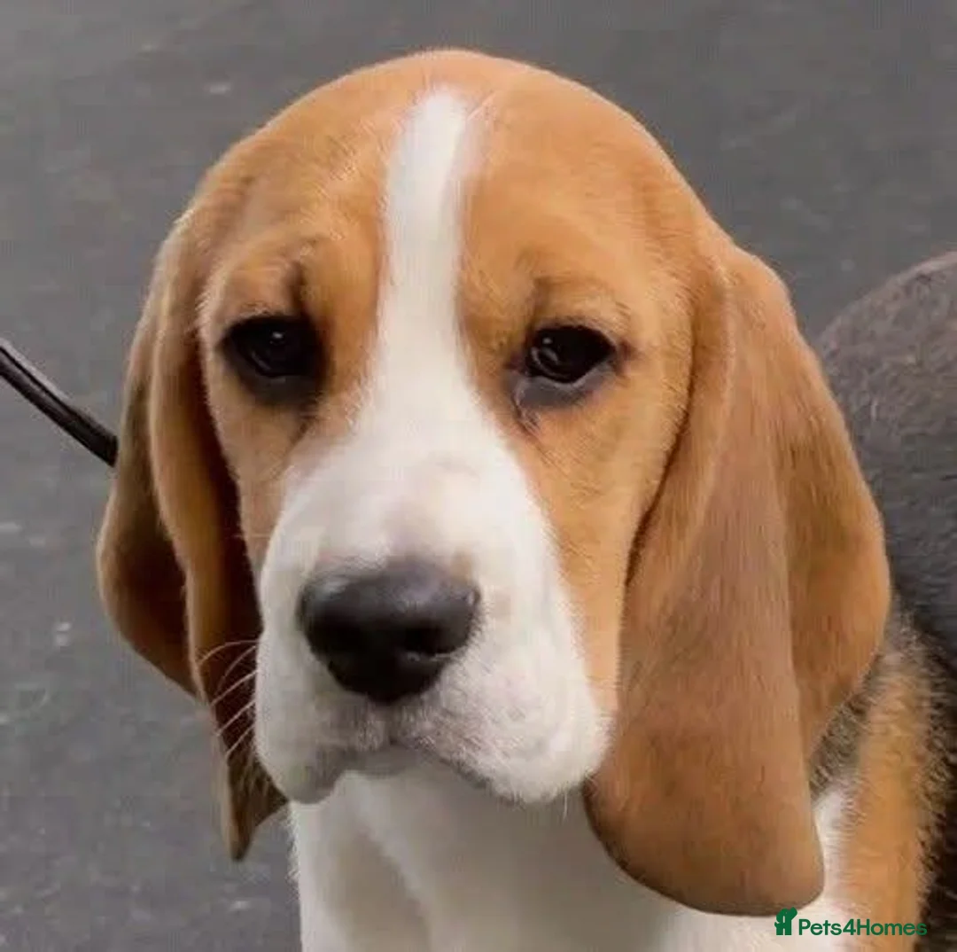 Beagle dogs for sale: GORGEOUS SHOW BEAGLE AVAILABLE - Advert 2