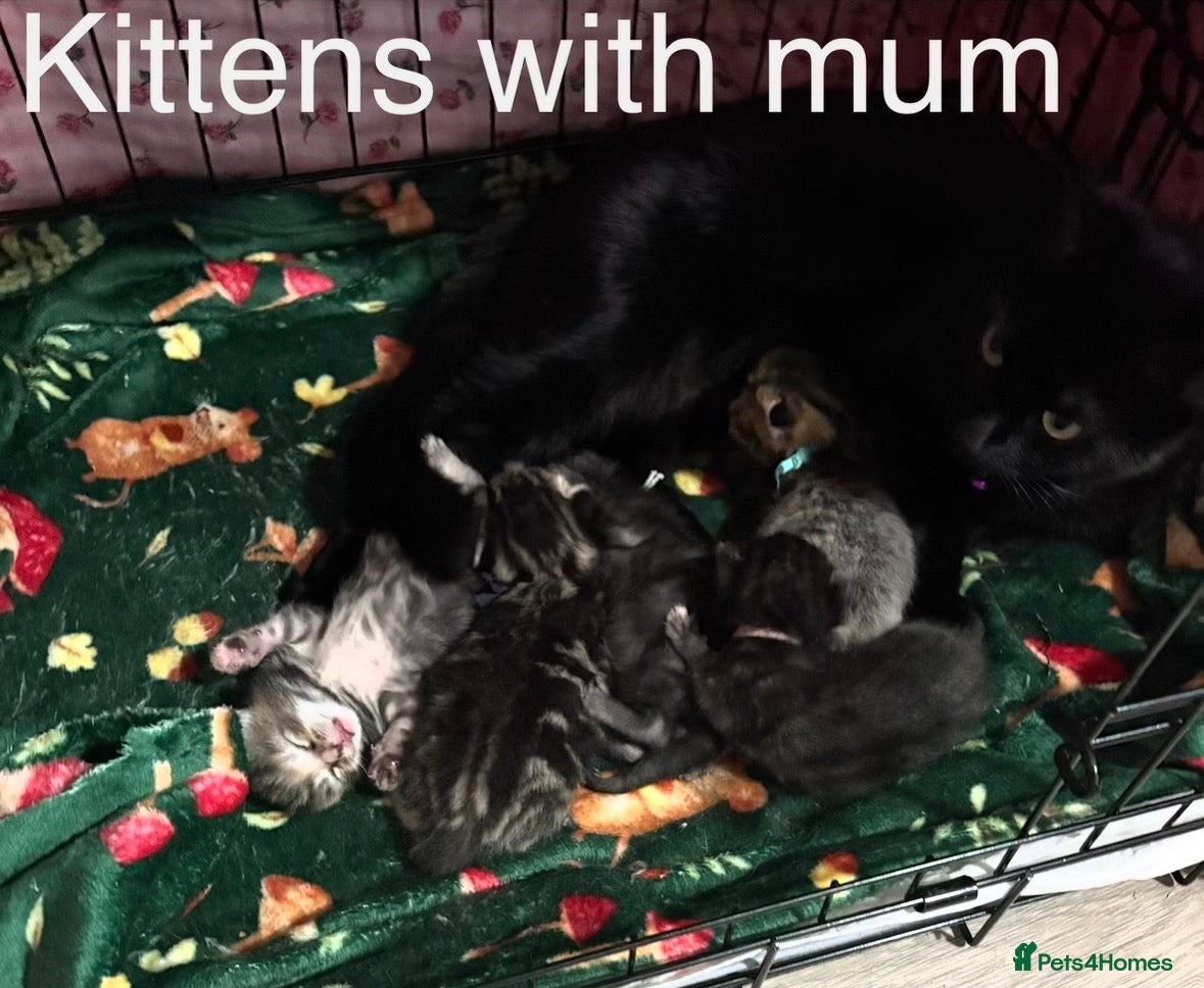 Mixed Breed cats 4 beautiful kittens for sale  - Advert 1