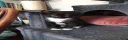 Mixed Breed cats for sale: Beautiful kittens ready now - Advert 3