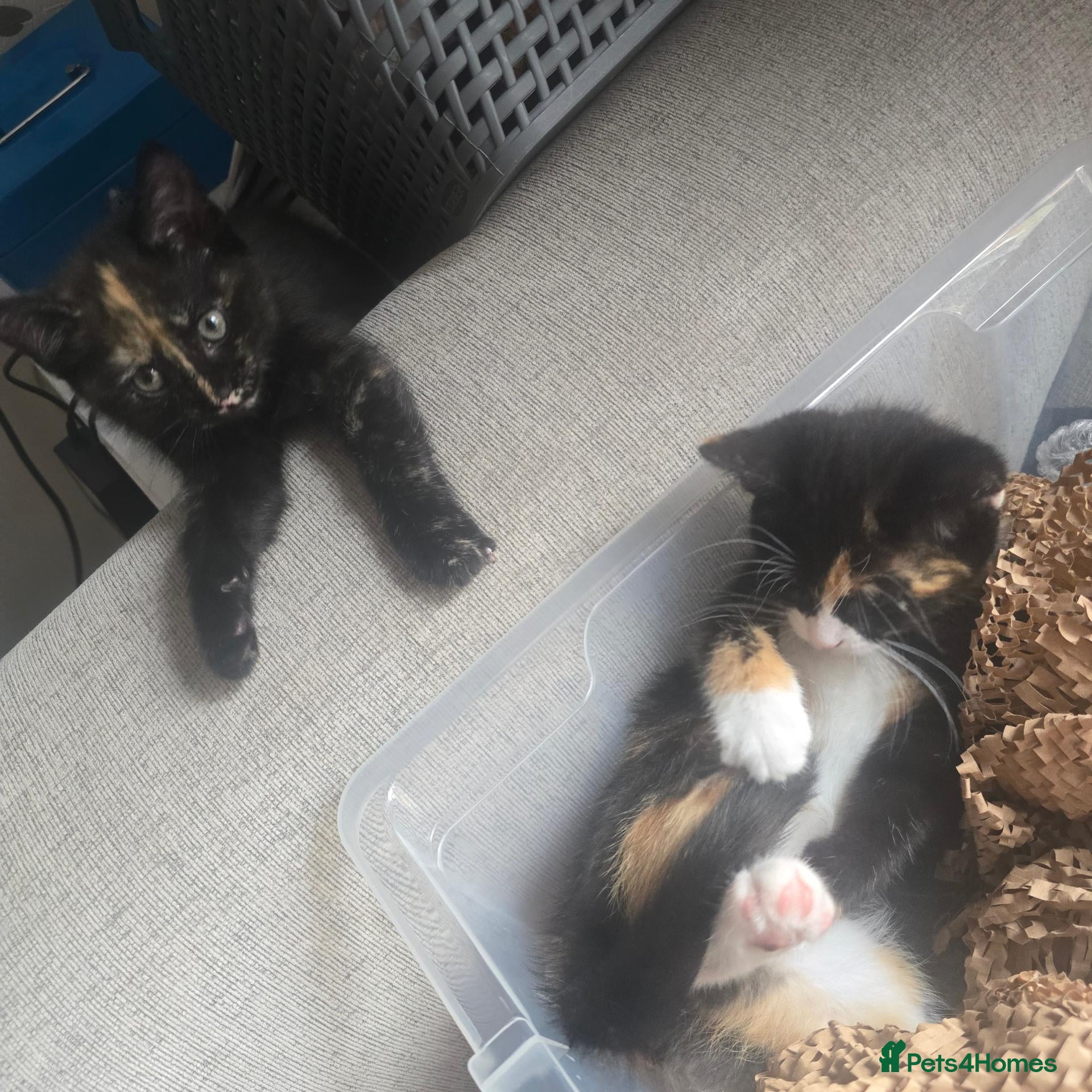 Mixed Breed cats 4 gorgeous Kittens ( Prices Vary ) - Advert 1