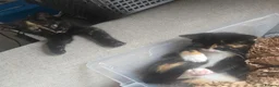 Mixed Breed cats for sale: 4 gorgeous Kittens ( Prices Vary ) - Advert 1
