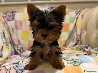 Yorkshire Terrier dogs Last little Yorkshire terrier boy - Advert 5