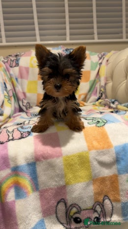 Yorkshire Terrier dogs Last little Yorkshire terrier boy - Advert 4