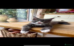 Maine Coon cats for sale: 😻GCCF HUGE RUSSIAN/GERMAN IMPORT MC KITTENS 😻 - Image 8