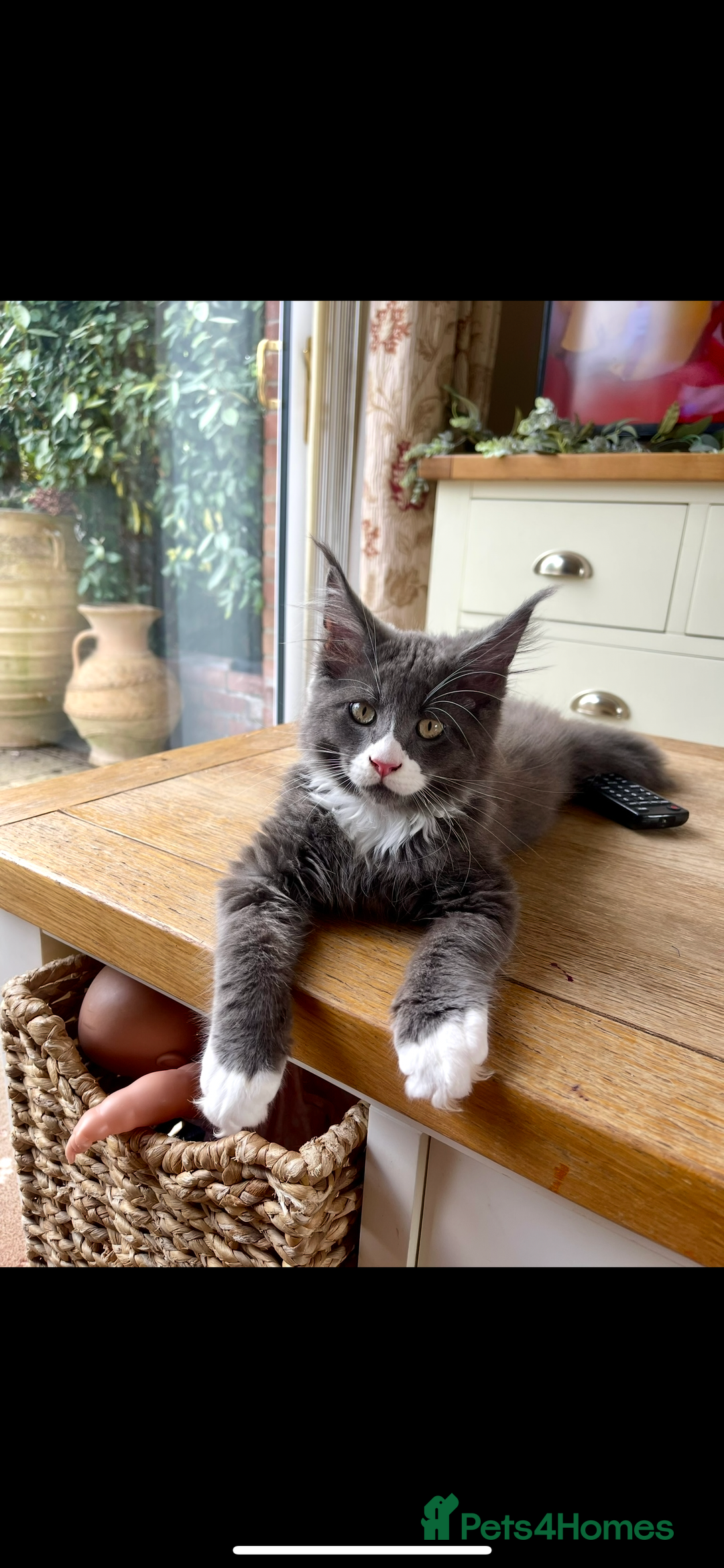 Maine Coon cats for sale: 😻GCCF HUGE RUSSIAN/GERMAN IMPORT MC KITTENS 😻 - Image 8