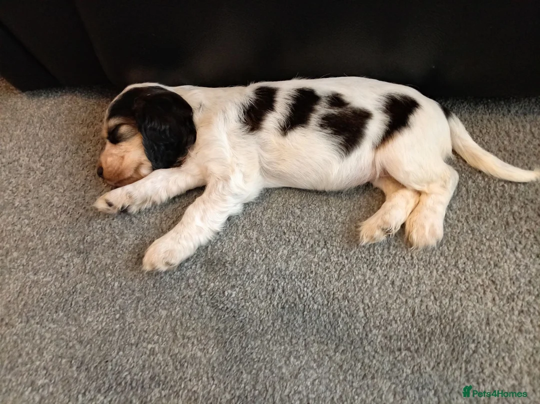 Cocker Spaniel dogs for sale: 3 Cocker spaniel  - Advert 1