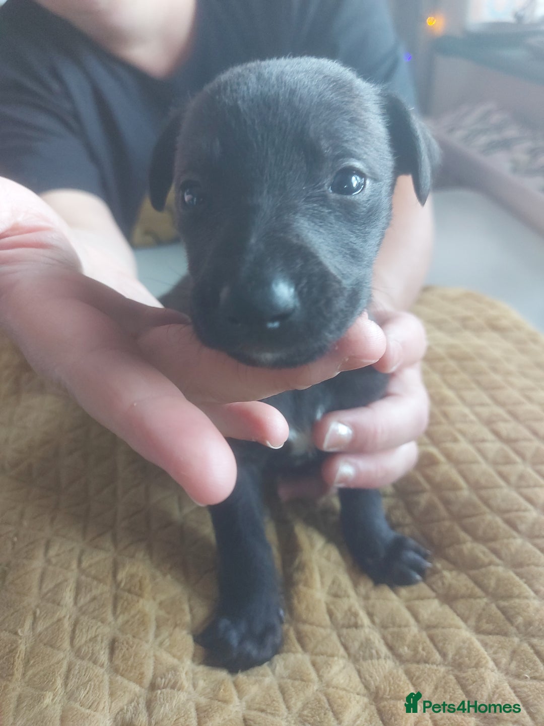 Whippet dogs for sale: Whippet Puppies - Image 30