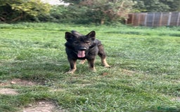 German Shepherd dogs for sale: Working Line German Shepherd  - Image 3