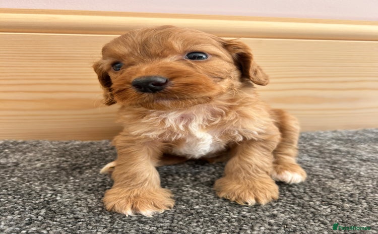 Cockapoo dogs - Advert 14