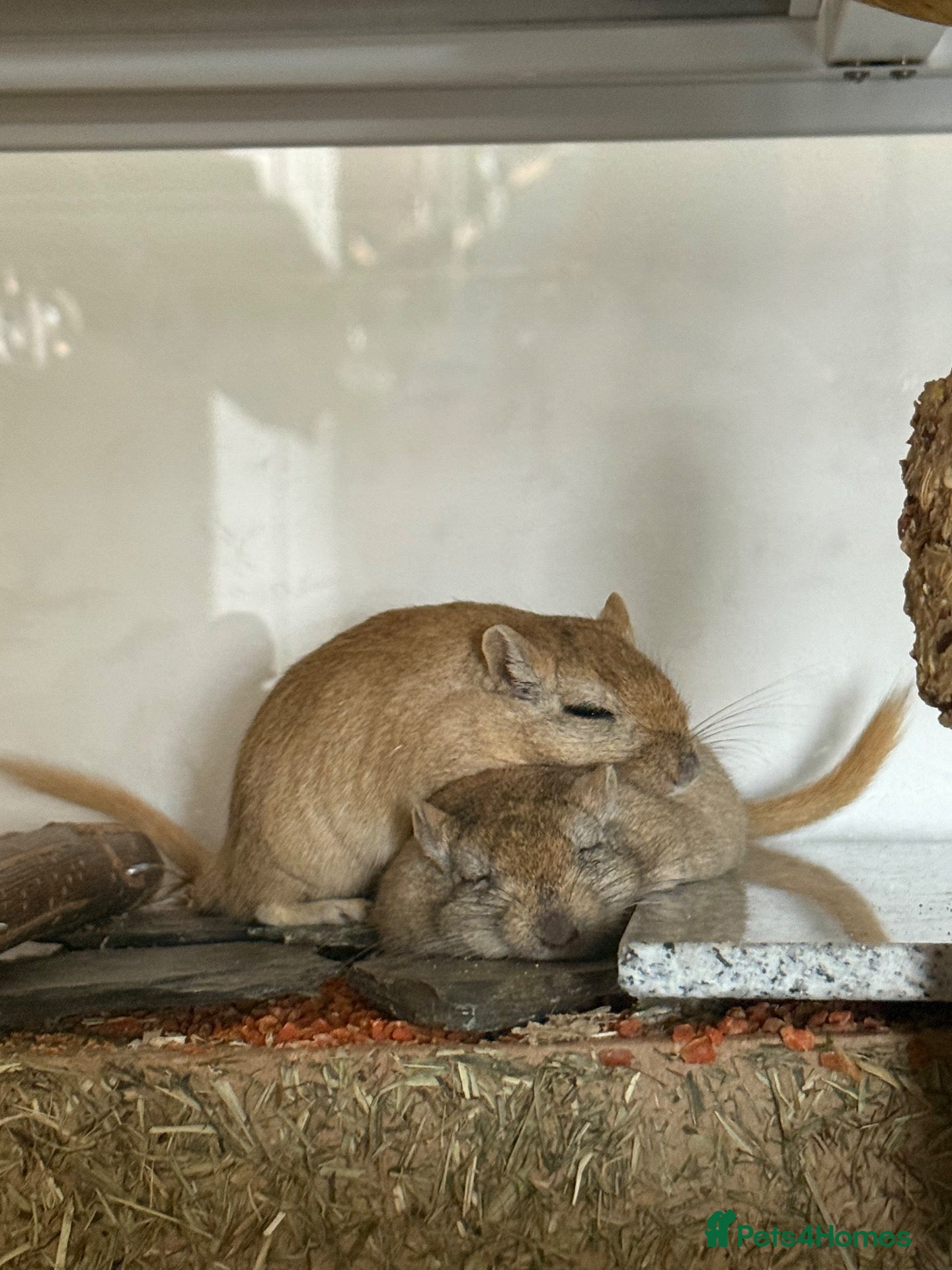 Gerbil rodents Two male gerbils looking for a new home  - Advert 3