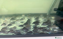 Angelfish fish for sale: Young Angel fish in Harlow - Image 4