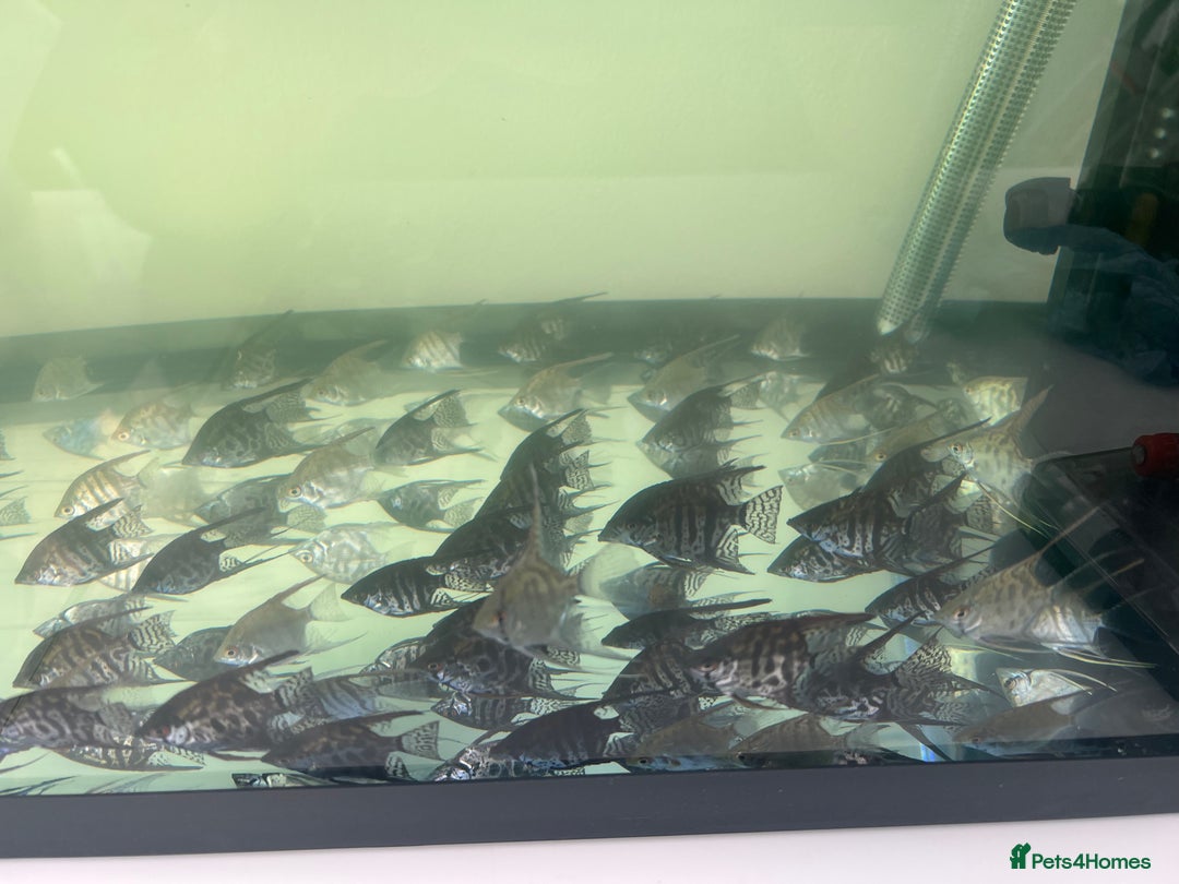 Angelfish fish for sale: Young Angel fish in Harlow - Image 4