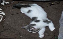 British Shorthair cats for sale: Beautiful female kitten  - Image 2