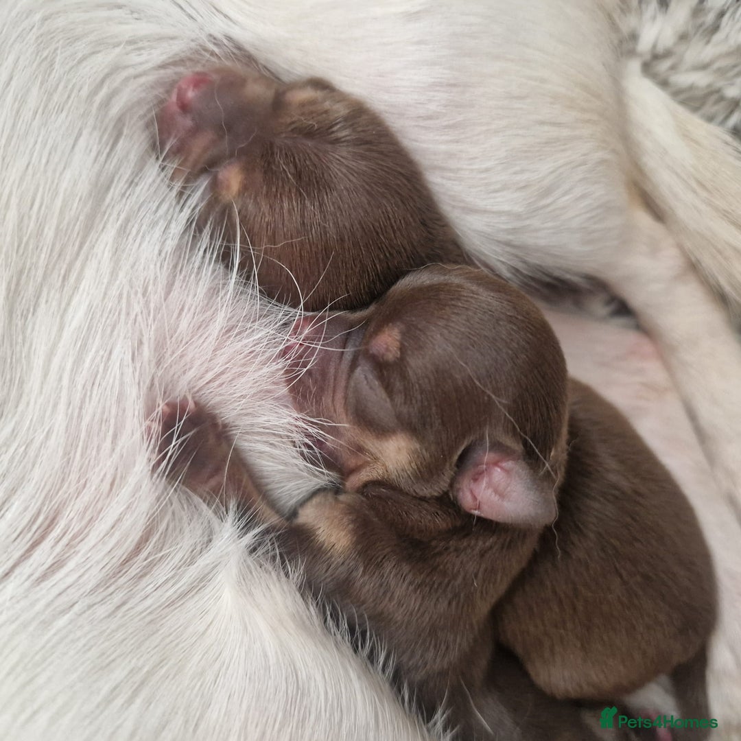 Chihuahua dogs for stud: KC SMOOTH COAT CHIHUAHUA  OPEN  AT STUD 💙 in Doncaster - Image 10