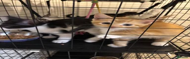 Mixed Breed 3