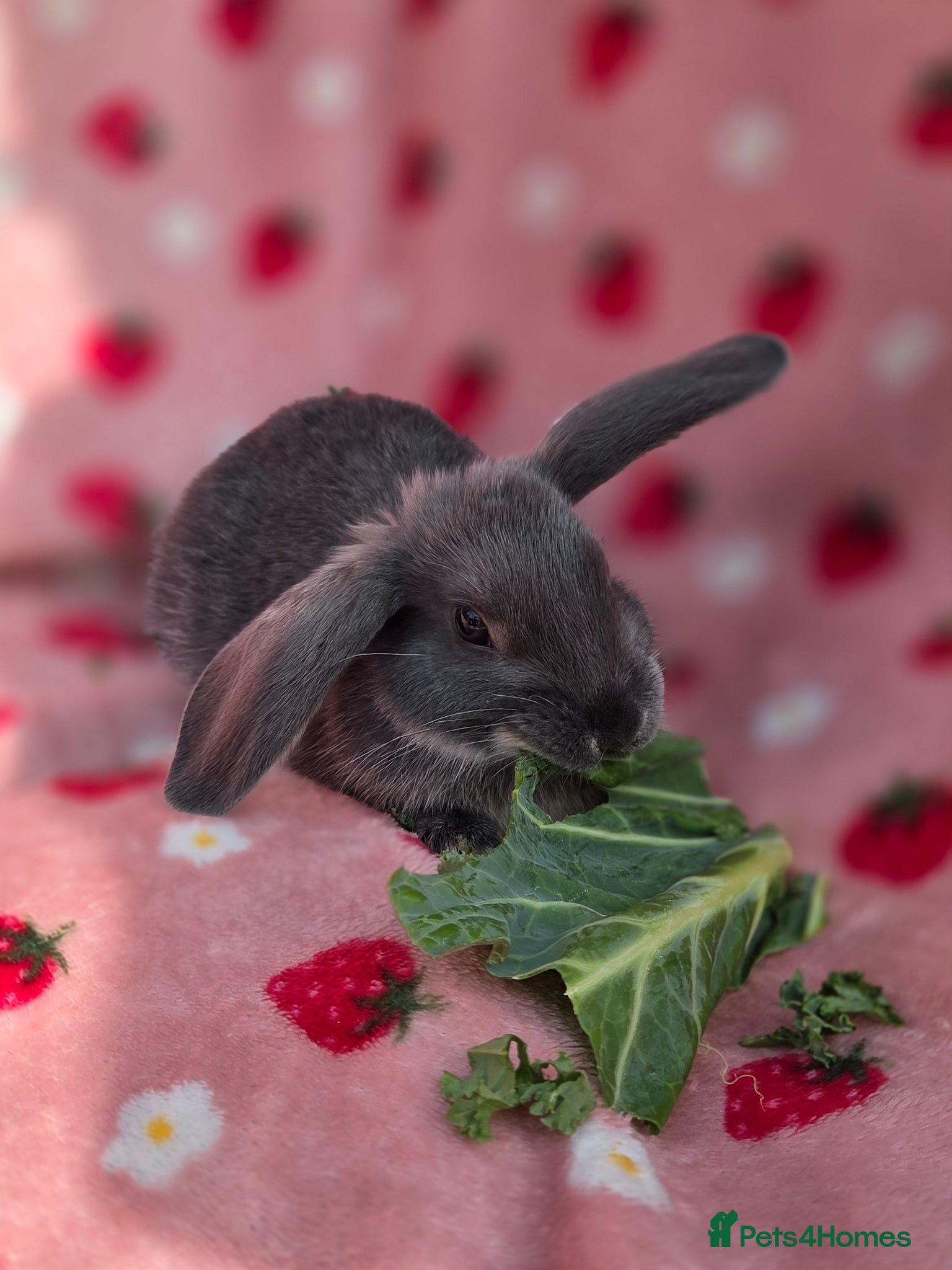 Mini Lop rabbits Very Tame 9wk old smokey blue otter plush mini lop - Advert 2
