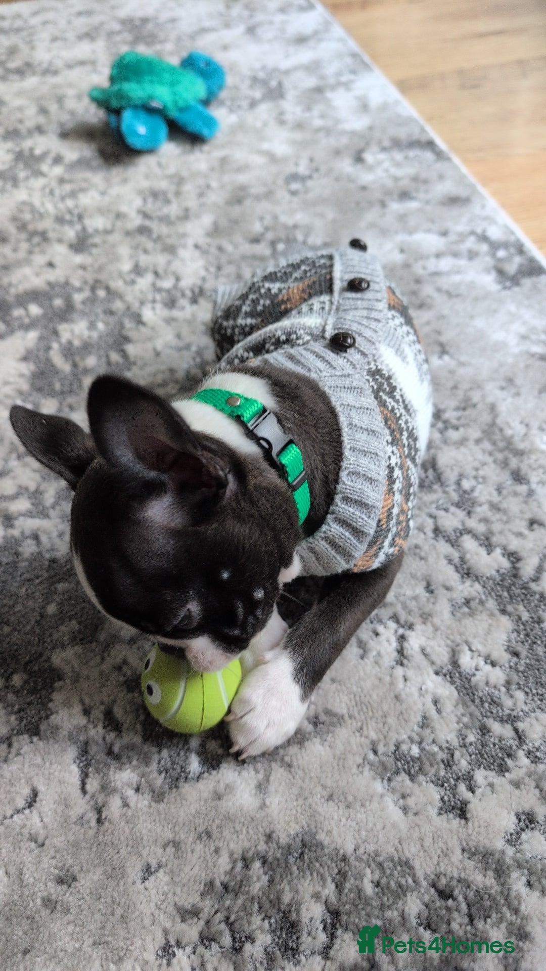 Boston Terrier dogs for sale: SOLD** - Advert 4