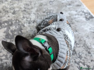 Boston Terrier dogs Fully vaccinated KC Registered Boston Terrier pup - Advert 3