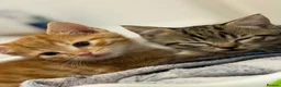 Mixed Breed cats for sale: 2 beautiful male kittens (Ready to leave 15/08) - Advert 9