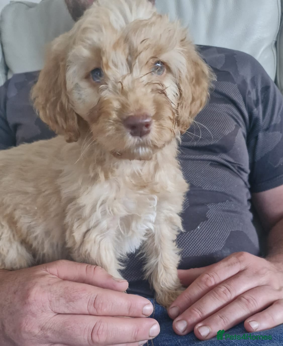 Cockapoo dogs READY NOW !Only 1 Miniature/toy Cockapoo boy l  - Advert 2