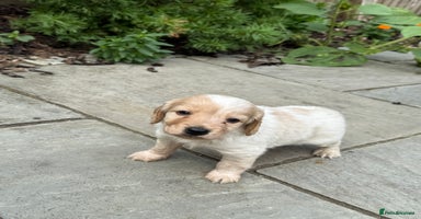 Mixed Breed dogs - Advert 14