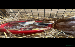 Chickens poultry for sale: Pekin bantam growers  - Image 3