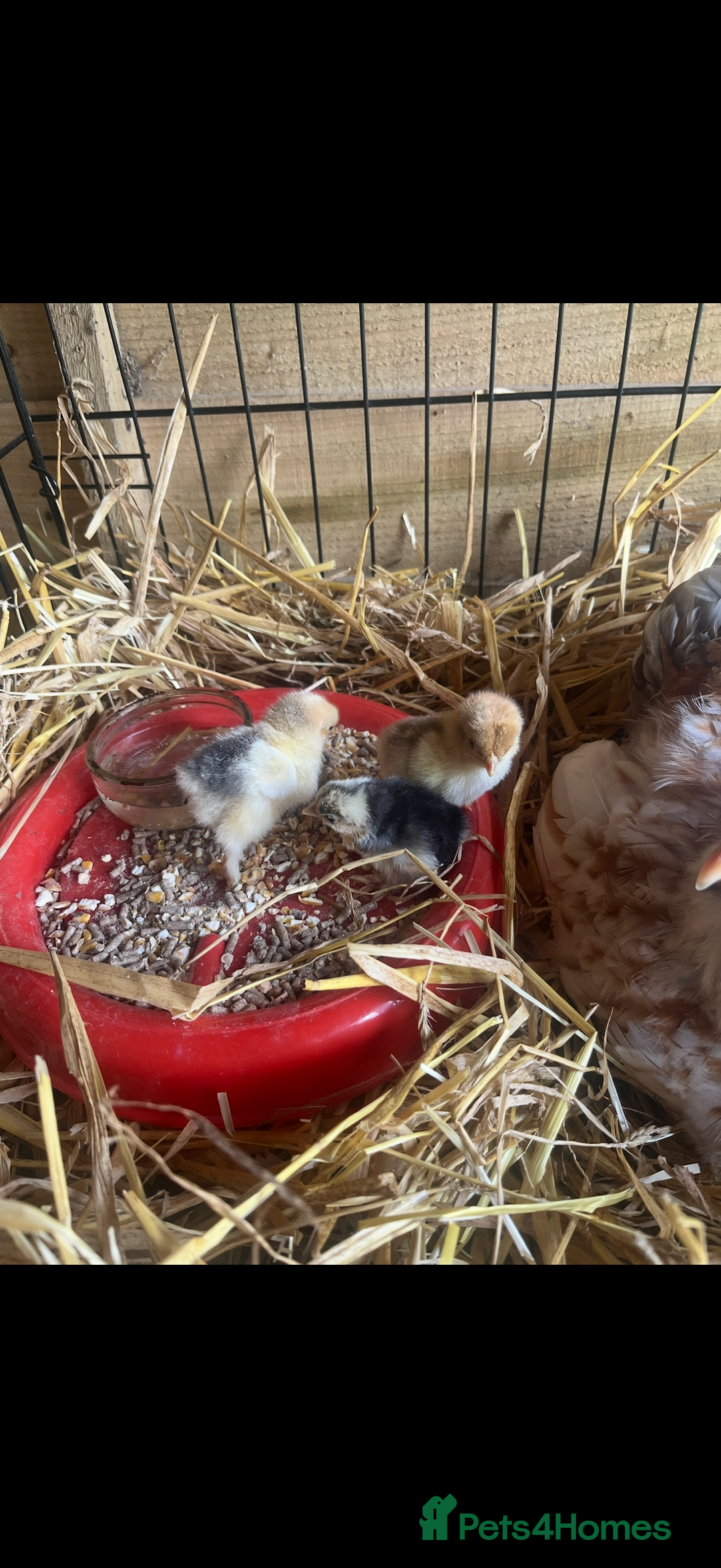 Chickens poultry for sale: Pekin bantam growers  - Image 3