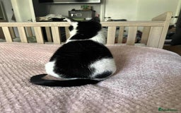 Domestic Shorthair cats for sale: Nyx - Shorthair Domestic  - Image 8