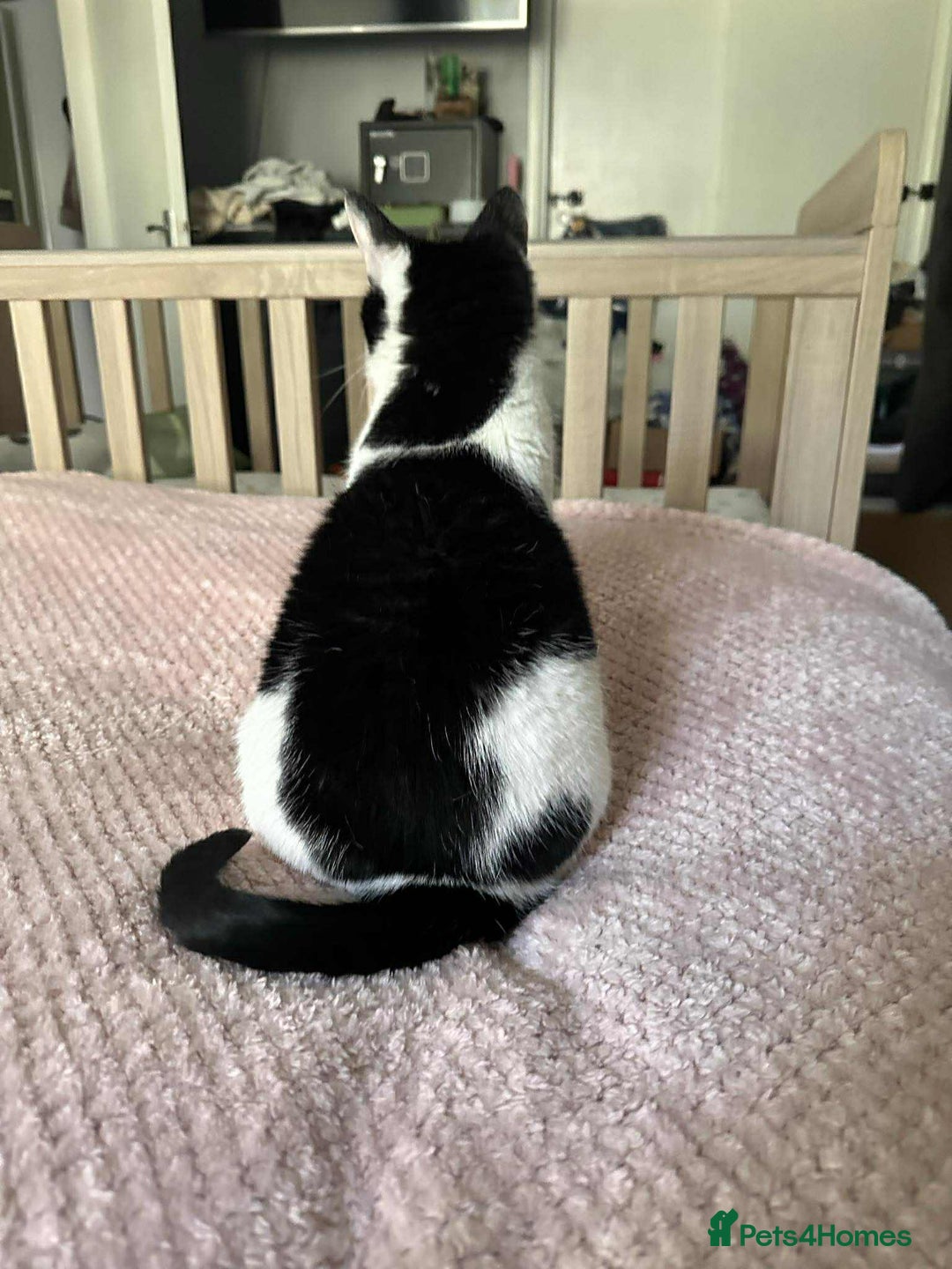 Domestic Shorthair cats for sale: Nyx - Shorthair Domestic  - Image 8