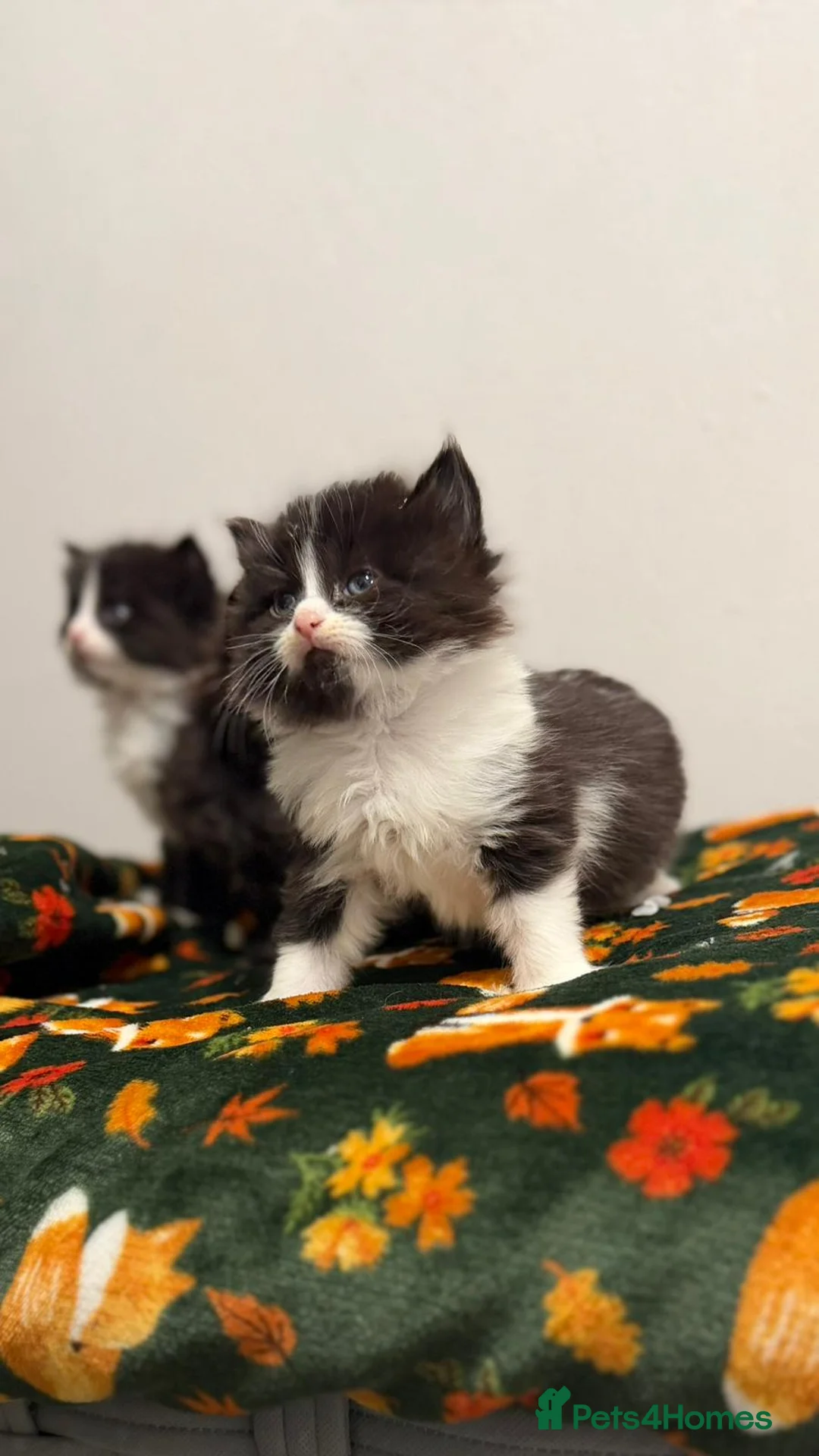 Mixed Breed cats for sale: Ragdoll x kittens - Advert 2