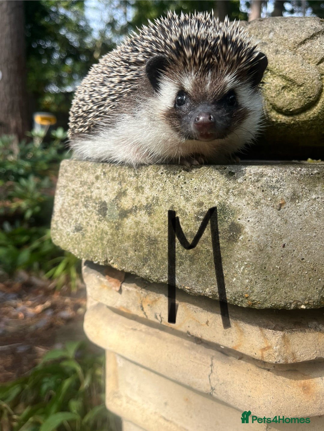 Pygmy Hedgehog rodents for sale: Stunning girls & unrelated boy ready now  - Image 9