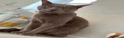 Oriental cats for sale: Siamese oriental boy for rehoming - Advert 2