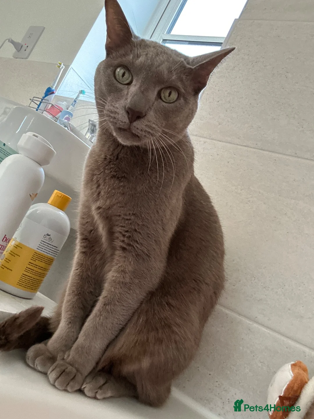 Oriental cats for sale: Siamese oriental boy for rehoming - Advert 2